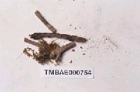 藏品(小羽苔屬)的圖片